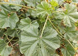 weed-malva-parviflora