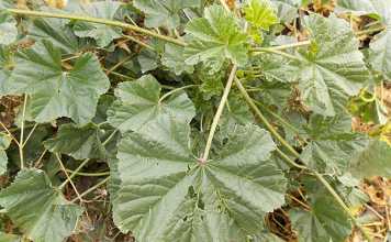 weed-malva-parviflora