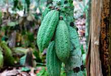 Côte d’Ivoire – bringing out the best in cocoa production