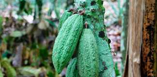 Côte d’Ivoire – bringing out the best in cocoa production