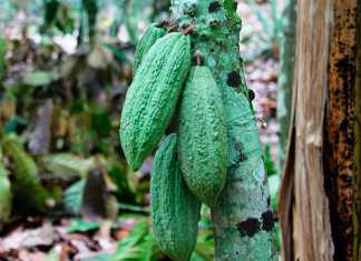Côte d’Ivoire – bringing out the best in cocoa production