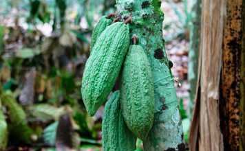 Côte d’Ivoire – bringing out the best in cocoa production