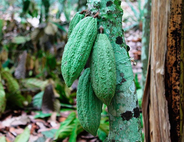 Côte d’Ivoire – bringing out the best in cocoa production Côte d’Ivoire – bringing out the best in cocoa production