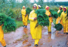 Forest-Fern-pickers