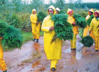 Forest-Fern-pickers