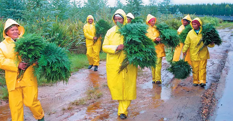 Forest-Fern-pickers