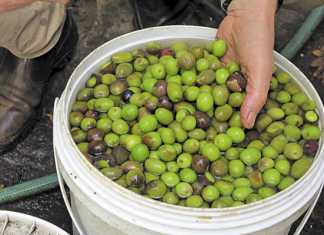 The essence of organic brandy production
