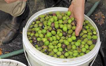 The essence of organic brandy production