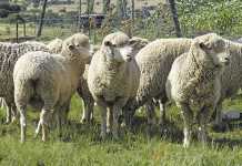 Winning with wool - a top communal farmer's story