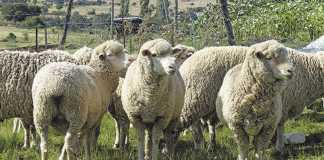 Winning with wool - a top communal farmer's story