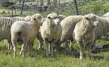 Winning with wool - a top communal farmer's story