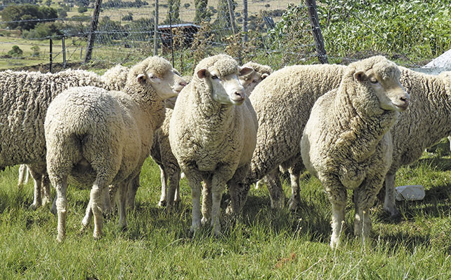 Winning with wool – a top communal farmer’s story Winning with wool – a top communal farmer’s story
