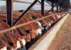 winterfeeding feedlot cattle