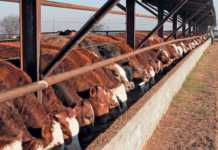 winterfeeding feedlot cattle