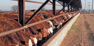 winterfeeding feedlot cattle