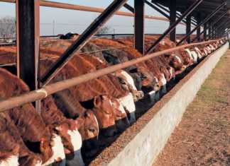 winterfeeding feedlot cattle