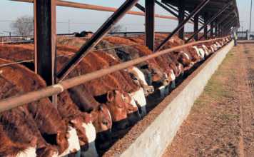 winterfeeding feedlot cattle