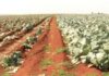 Keeping cabbages clear of pests and diseases keeping cabbages clear of pests and diseases