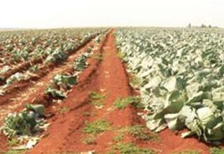 keeping cabbages clear of pests and diseases