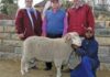Heuningkrans Merino Production Sale