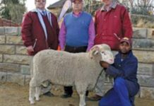 Heuningkrans Merino Production Sale