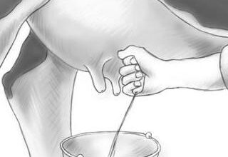 milking techniques