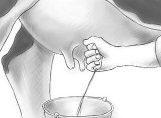 Milking techniques: the best habits milking techniques