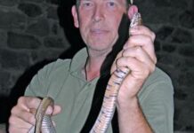 Snake bites! First aid tips for livestock Treating snake bites in livestock