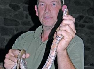 Snake bites! First aid tips for livestock Treating snake bites in livestock