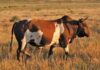Annual Karoo Nguni Club Sale