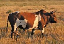 Annual Karoo Nguni Club Sale