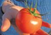 Tomatoes year-round – new cultivars Tomatoes year-round