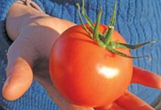 Tomatoes year-round