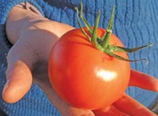 Tomatoes year-round – new cultivars Tomatoes year-round