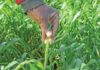 Wheat farming in the Western Cape wheat farming
