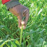 wheat farming