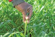 Wheat farming in the Western Cape wheat farming