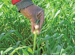 Wheat farming in the Western Cape