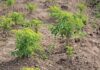 Moringa makes an easy meal with a nutritious punch Moringa makes an easy meal