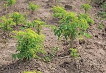 Moringa makes an easy meal with a nutritious punch Moringa makes an easy meal