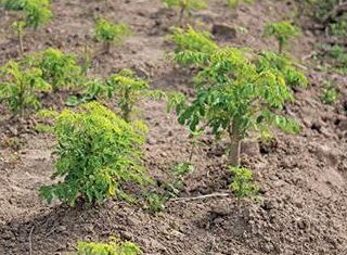 Moringa makes an easy meal with a nutritious punch Moringa makes an easy meal