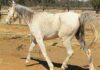 The basics of feeding your horse – Part 1