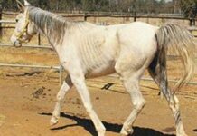 The basics of feeding your horse – Part 1