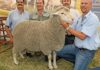 Barkly East Prestige Ram Sale