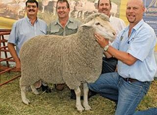 Barkly East Prestige Ram Sale