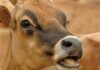 Flaxseed-fed cows have healthier milk – study Flaxseed fed cows
