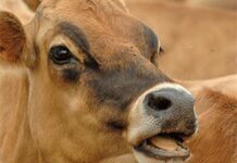 Flaxseed-fed cows have healthier milk – study Flaxseed fed cows