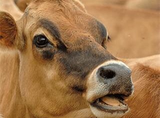 Flaxseed-fed cows have healthier milk – study Flaxseed fed cows