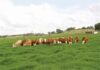 12 ways to protect the land