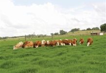 12 ways to protect the land